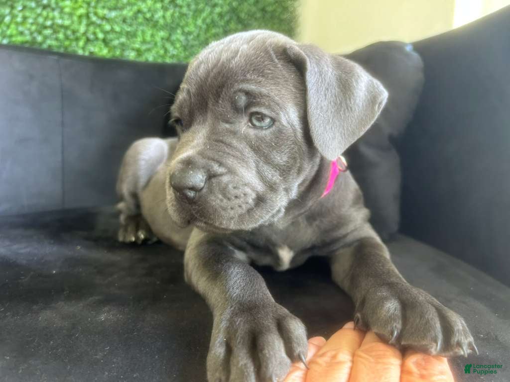 Cane Corso dogs Cane Corso Puppy 6 - Ad 5