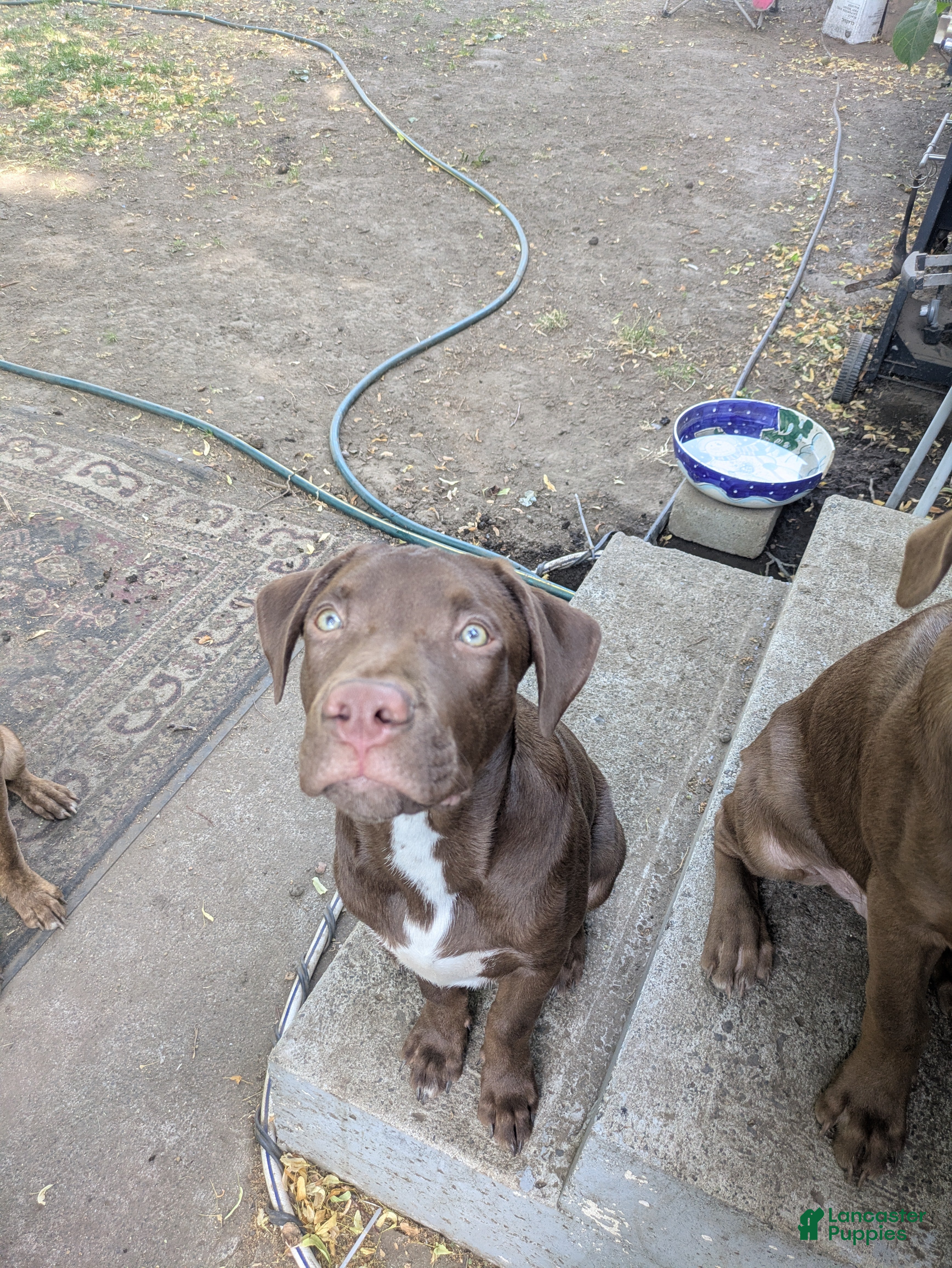 Mixed Breed dogs Moko - Ad 1