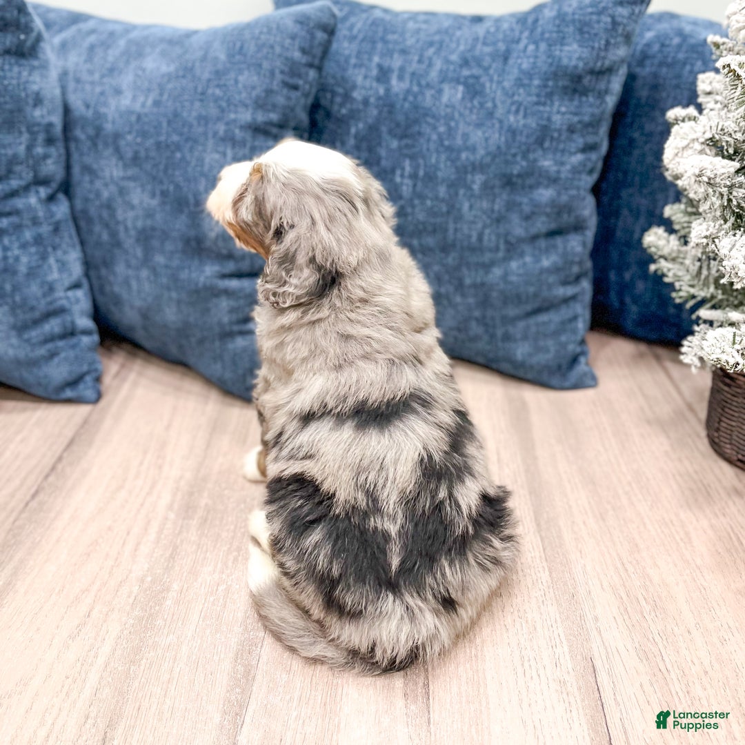 Mini Bernedoodle dogs for sale: Wally - Ad 5