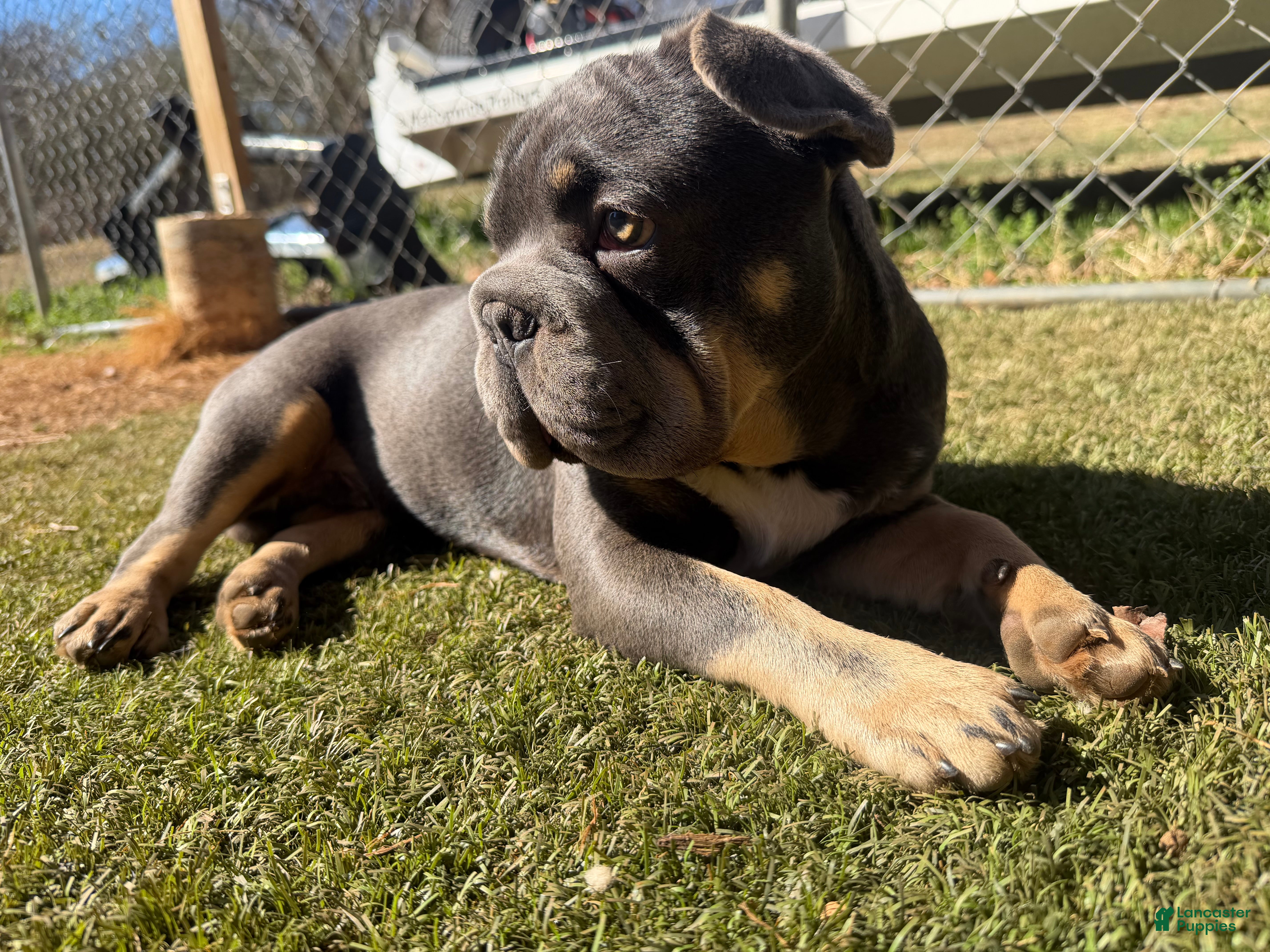 French Bulldog dogs French Bulldog Puppy 2 - Ad 42