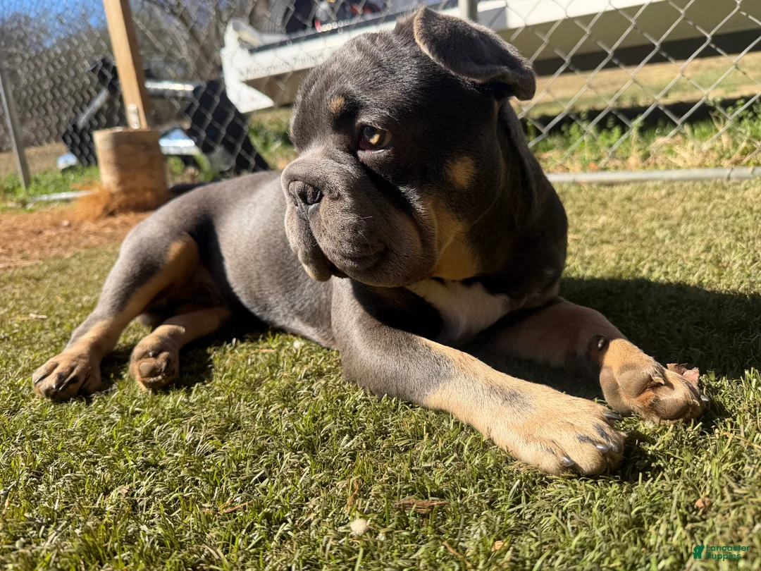 French Bulldog dogs for sale: French Bulldog Puppy 2 - Ad 1