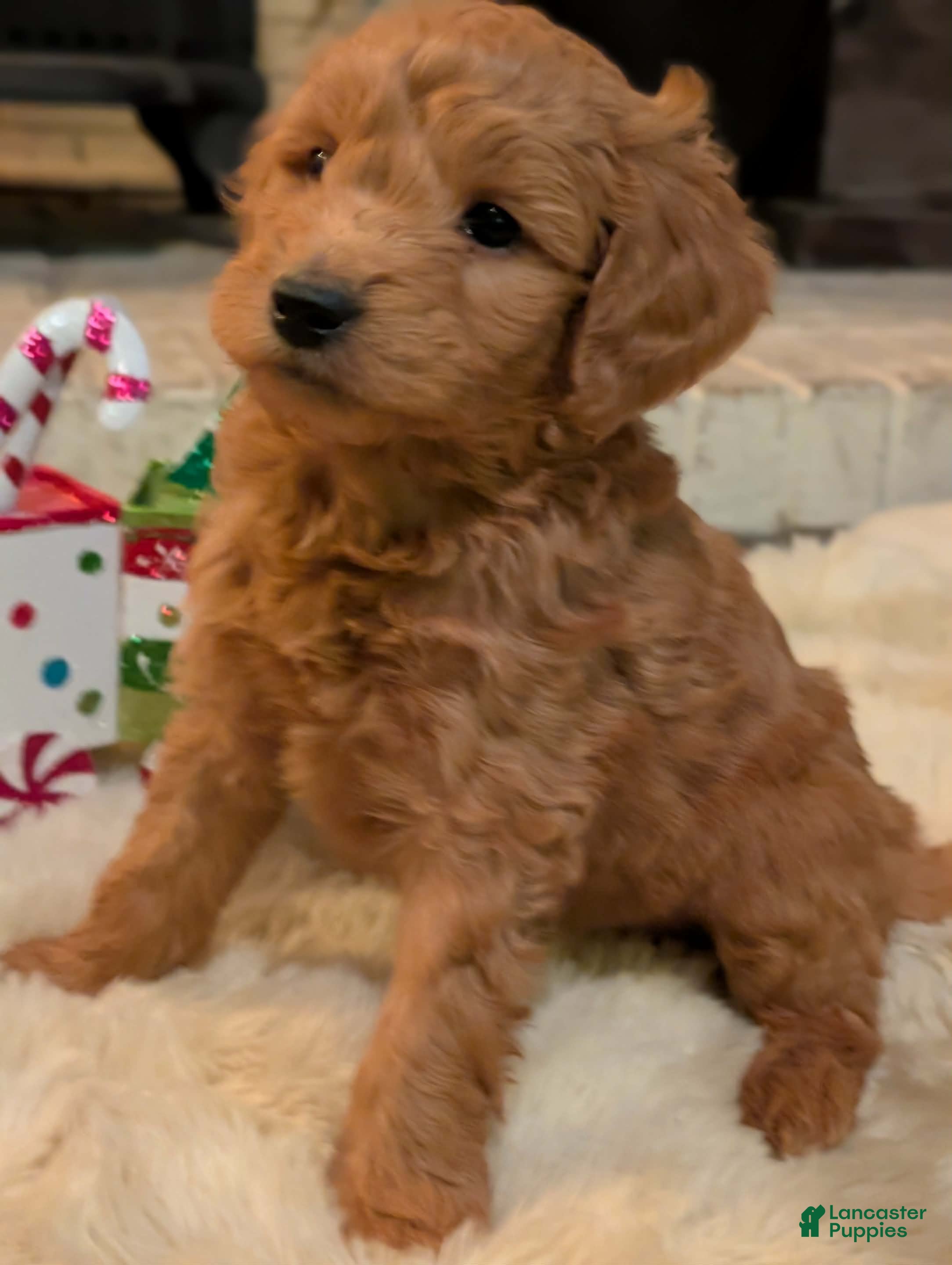 Mixed Breed dogs Milan Goldendoodle puppy - Ad 1