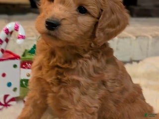 Mixed Breed dogs Milan Goldendoodle puppy - Ad 29