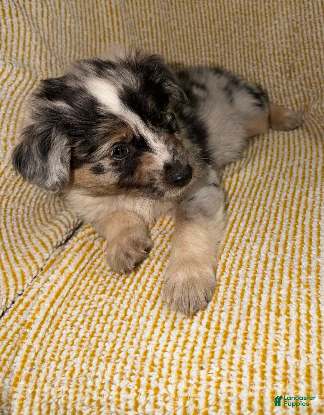 Miniature Australian Shepherd dogs for sale: Miniature Australian Shepherd Puppy 3 - Ad 2