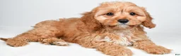 Cavapoo dogs for sale: Murphy - Ad 3