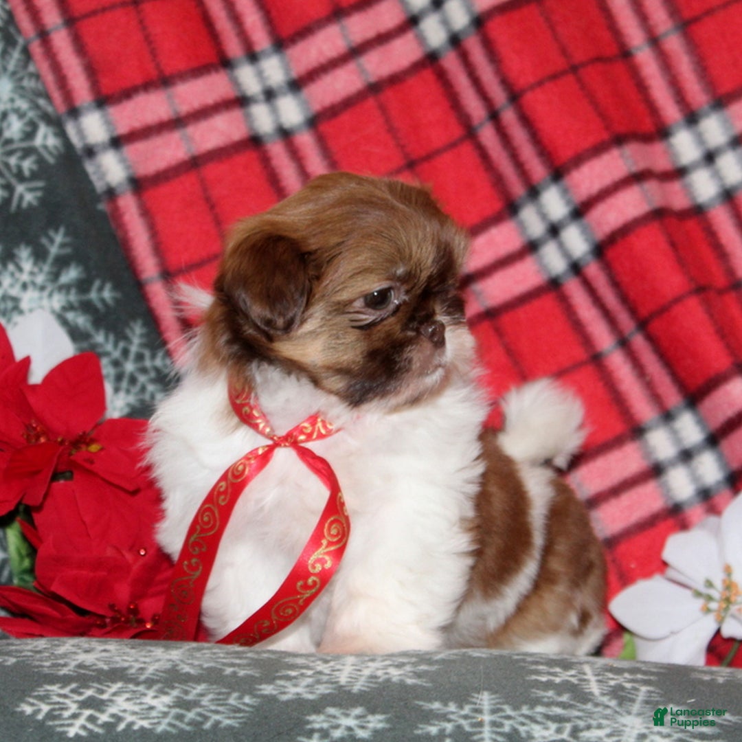Shih Tzu dogs for sale: Mitzey  - Ad 2