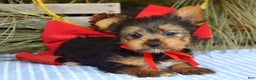 Yorkshire Terrier dogs for sale: Mason - Ad 2