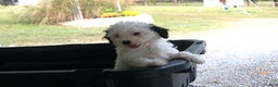 Miniature Poodle dogs for sale: Miniature Poodle Puppy 7 Andy - Ad 5