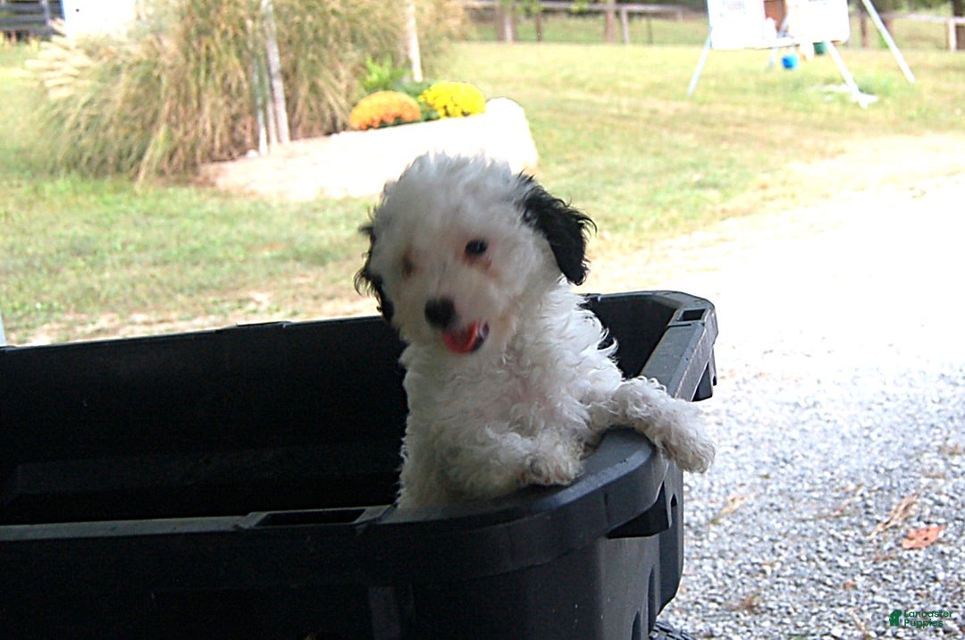 Miniature Poodle dogs for sale: Miniature Poodle Puppy 7 Andy - Ad 5