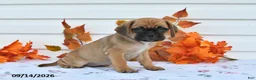 Puggle dogs for sale: Allie - Ad 3