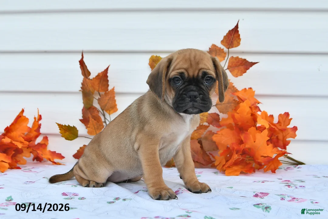 Puggle dogs for sale: Allie - Ad 3