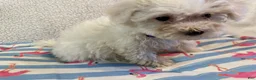 Bichon Frise dogs for sale: Bichon Frise female - Ad 5