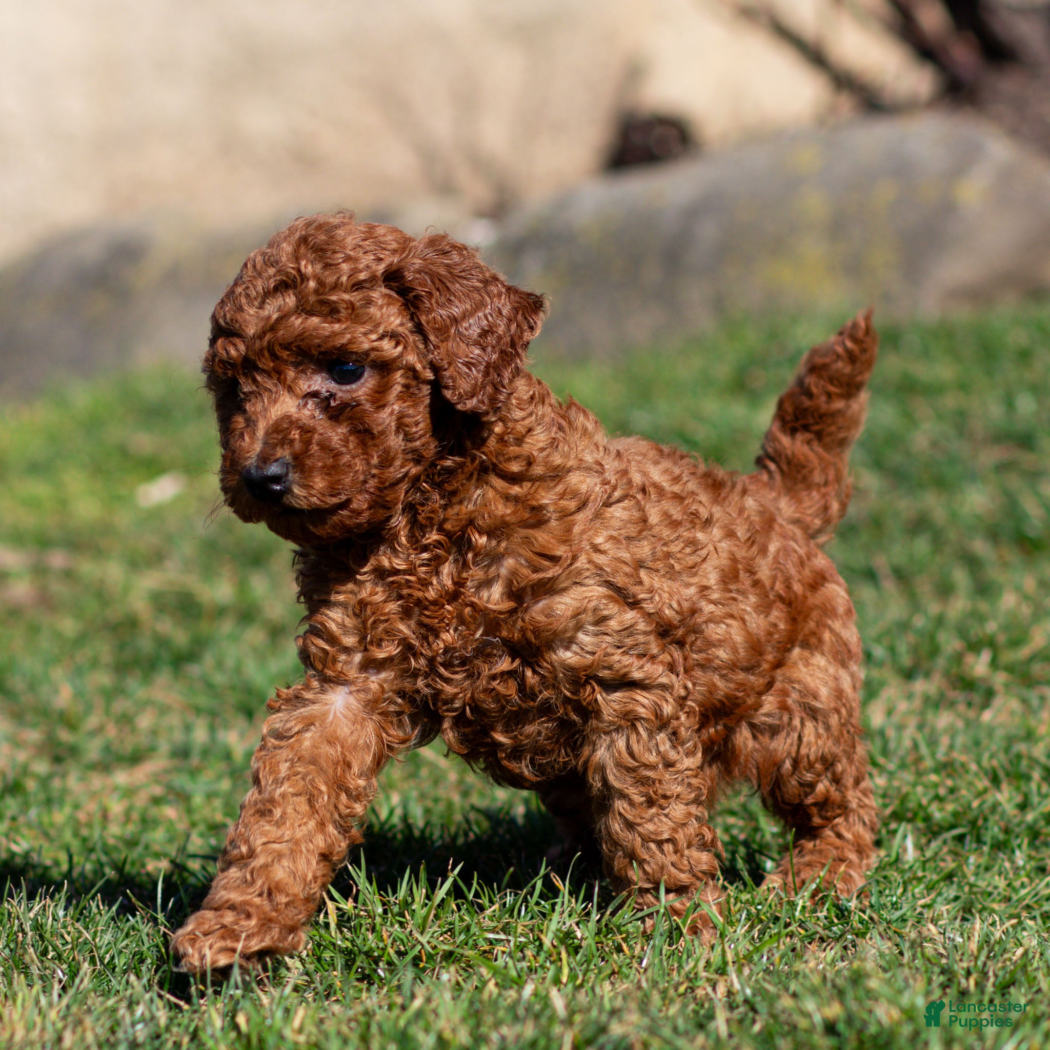 Standard Poodle dogs Bandit Poodle Puppy  - Ad 2