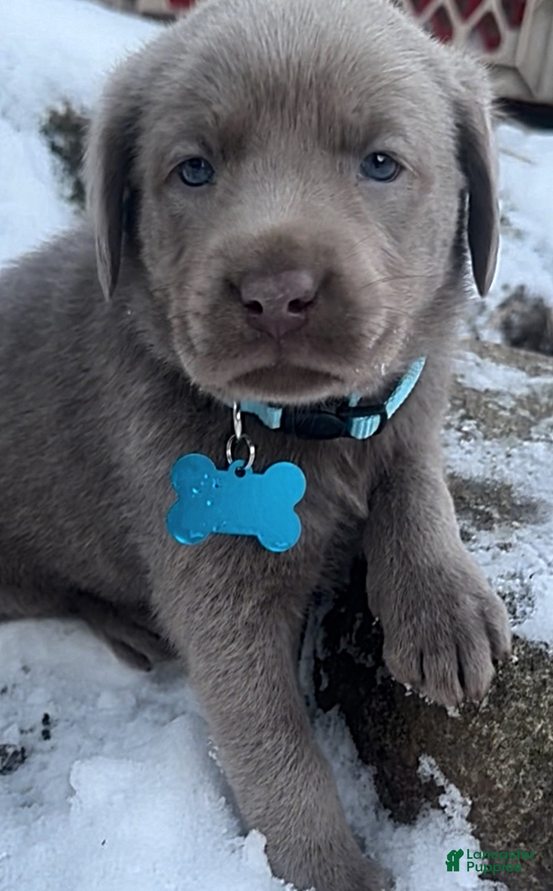 Labrador Retriever dogs for sale: Labrador Retriever Puppy 1 - Ad 13