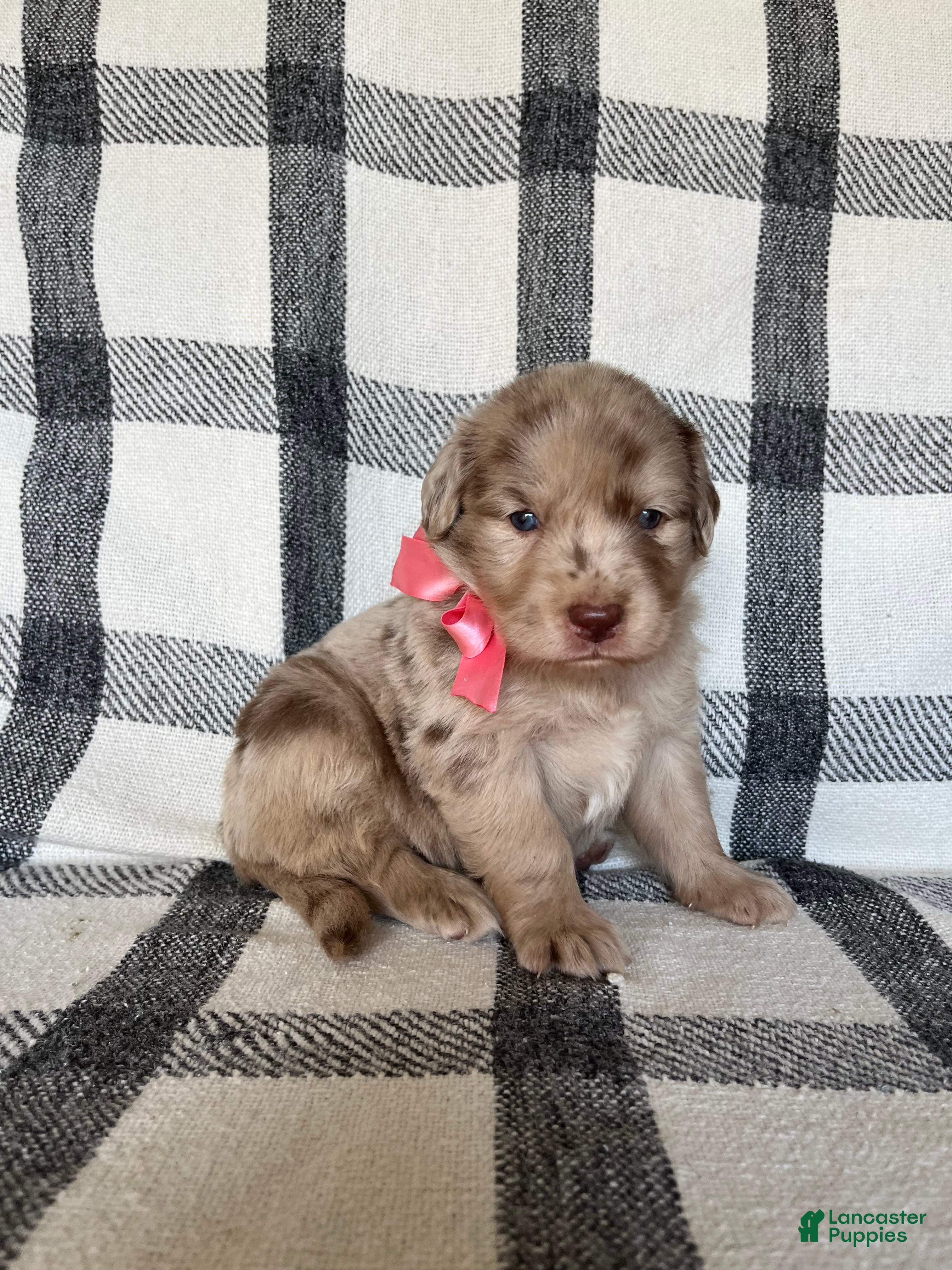 Mixed Breed dogs Harper - Ad 1