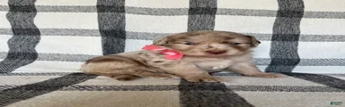Harper