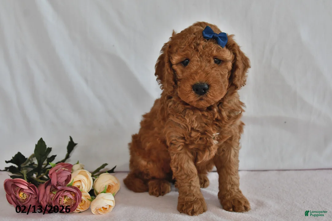 Mini Goldendoodle dogs for sale: Lucky - Ad 2
