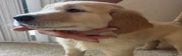 Golden Retriever dogs for sale: Green - Ad 1