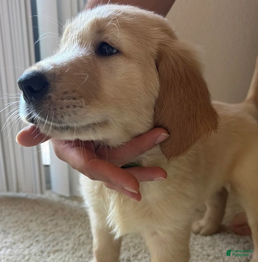 Golden Retriever dogs for sale: Green - Ad 1