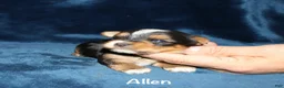 Yorkshire Terrier dogs for sale: Allen - Ad 4