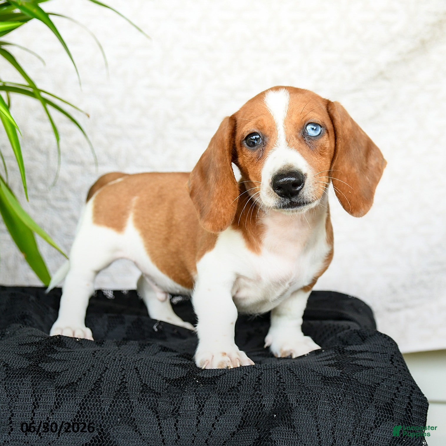 Miniature Dachshund dogs Wonder  - Ad 1