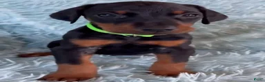 Doberman Pinscher 4