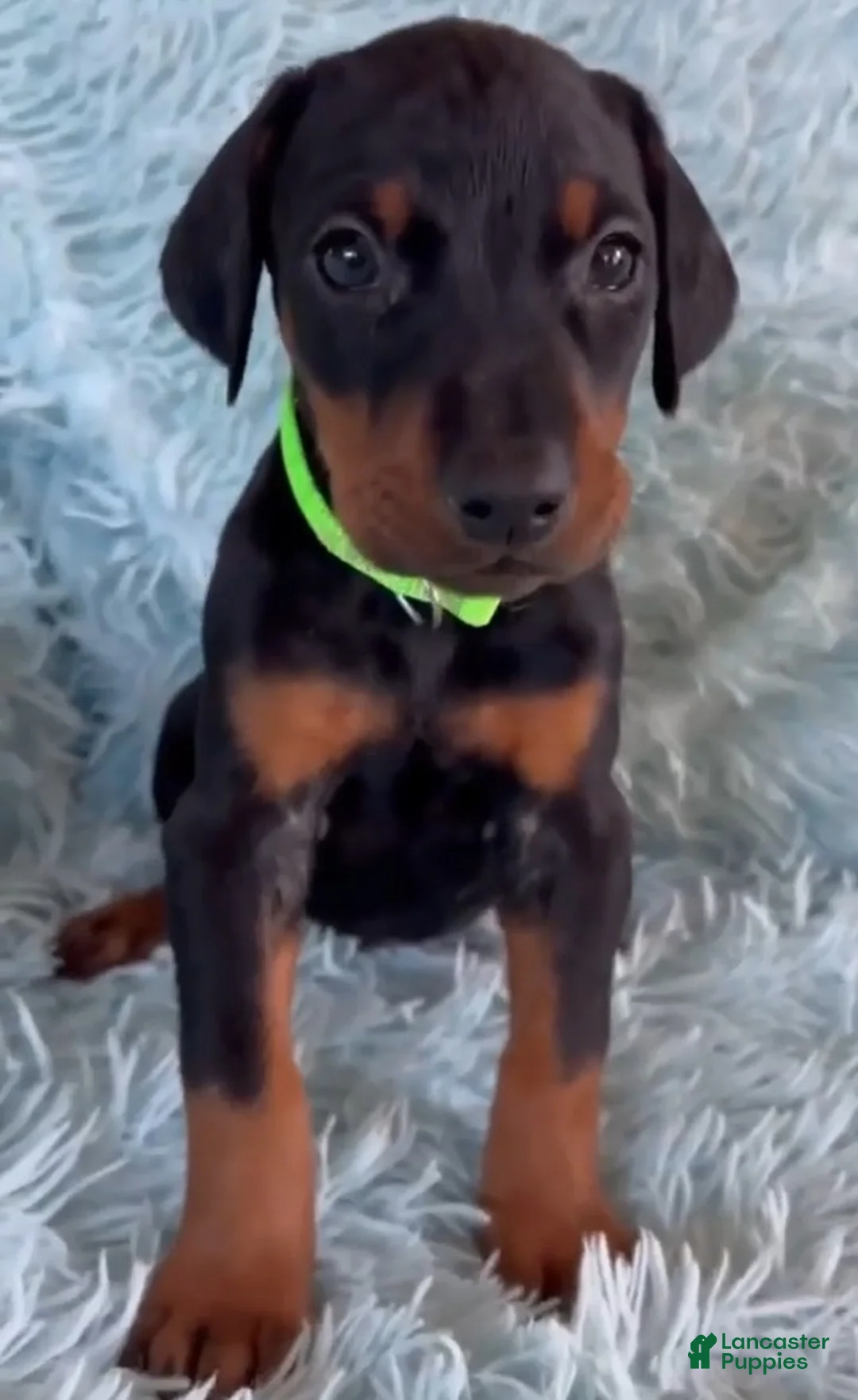 Doberman Pinscher dogs for sale: Doberman Pinscher 4 - Ad 1