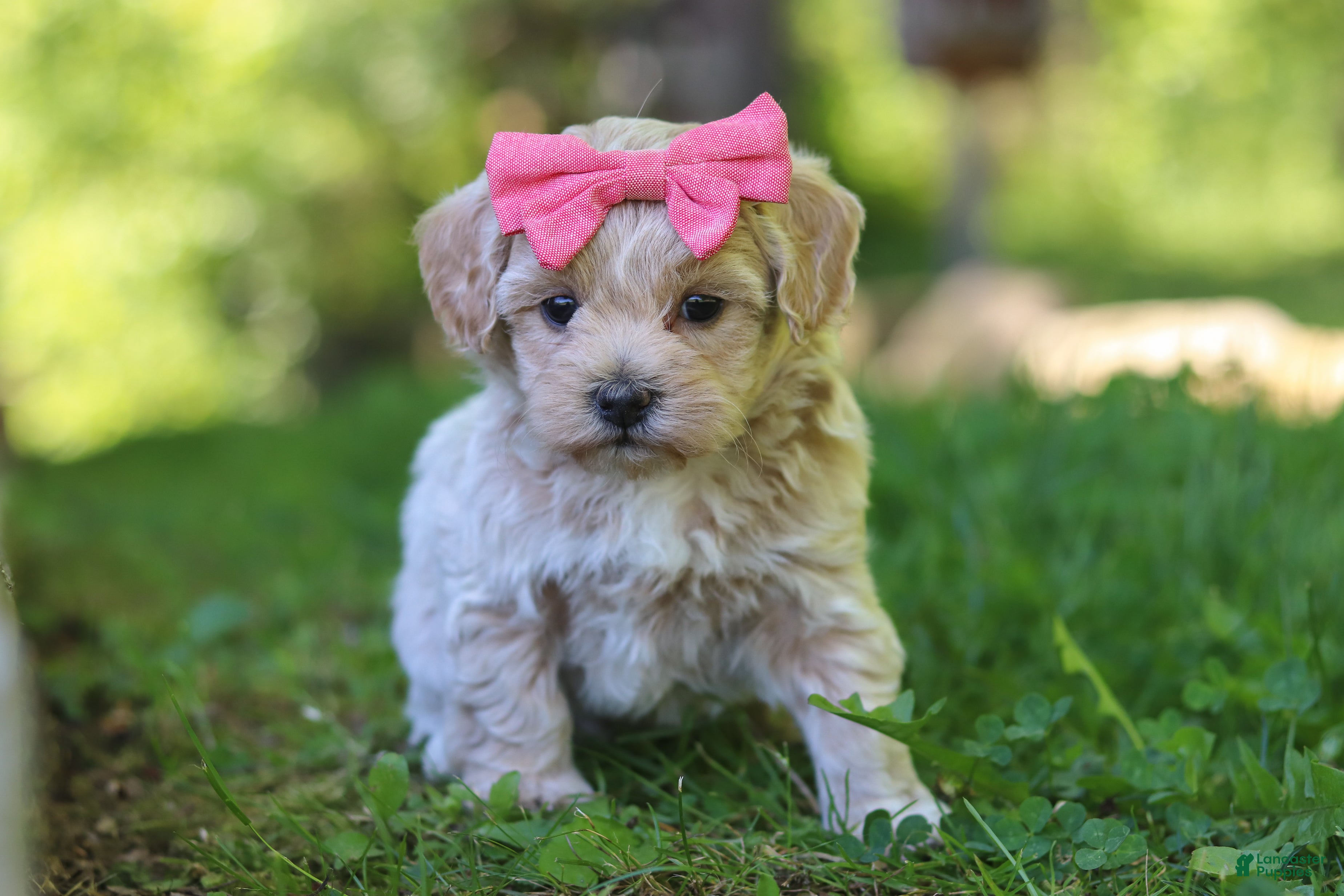 Maltipoo dogs for sale: Sage - Ad 3