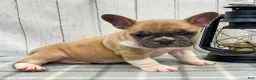 French Bulldog dogs for sale: Brennan French Bulldog Puppy  - Ad 1