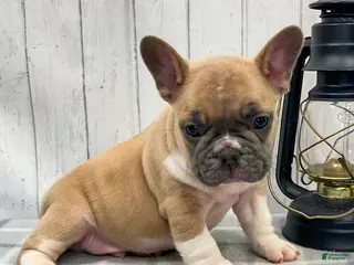 French Bulldog dogs Brennan French Bulldog Puppy - Ad 17