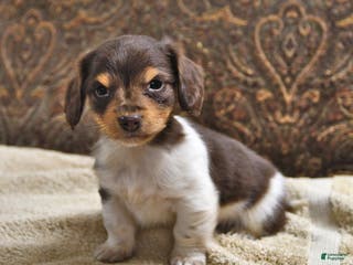 Miniature Dachshund dogs Skipper - Ad 34