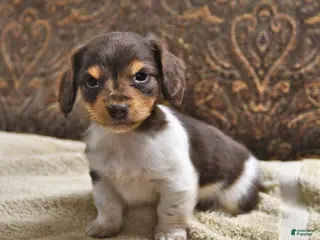 Miniature Dachshund dogs Skipper - Ad 1