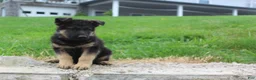 German Shepherd dogs for sale: Eddy  - Ad 3