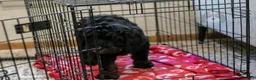 Bernedoodle dogs for sale: Acadia - Ad 35