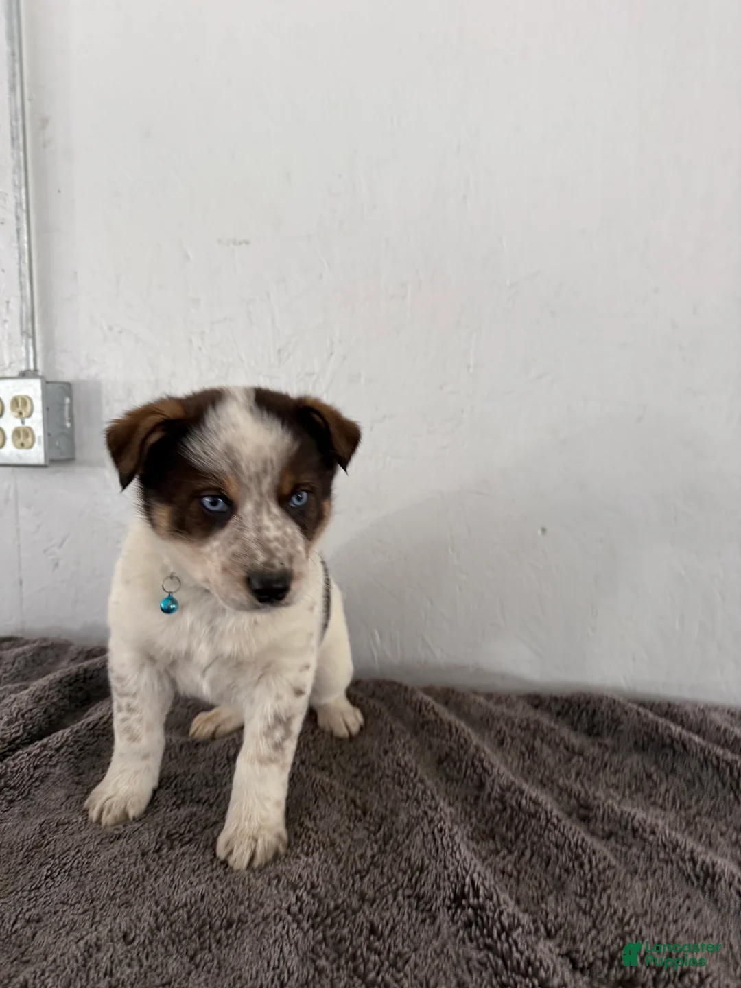 Mixed Breed dogs for sale: Bluey - Ad 7