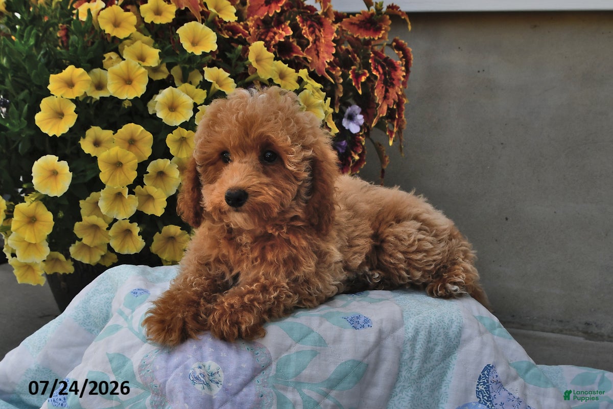 Miniature Poodle dogs Sage - Ad 2
