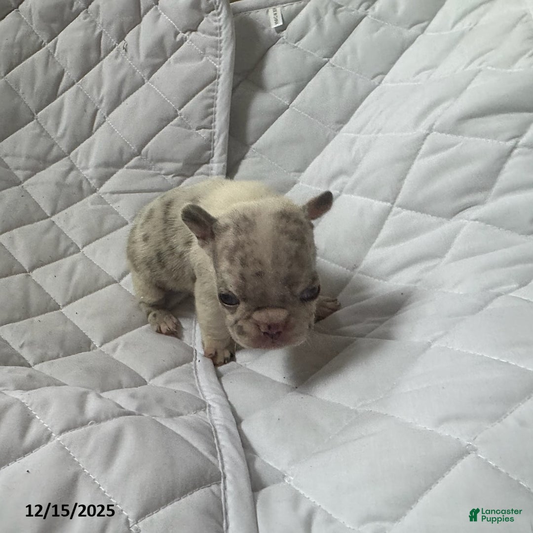 French Bulldog dogs for sale: Lilac - Ad 2