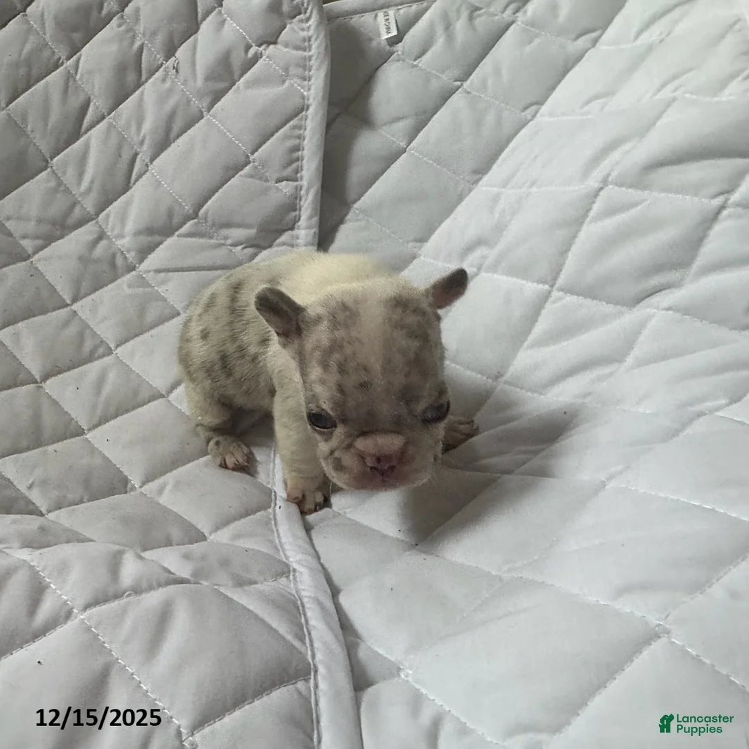 French Bulldog dogs for sale: Lilac - Ad 3