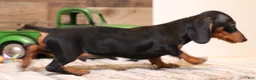 Miniature Dachshund dogs for sale: Snoopy - Ad 3