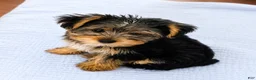 Yorkshire Terrier dogs for sale: T-Rex - Ad 3
