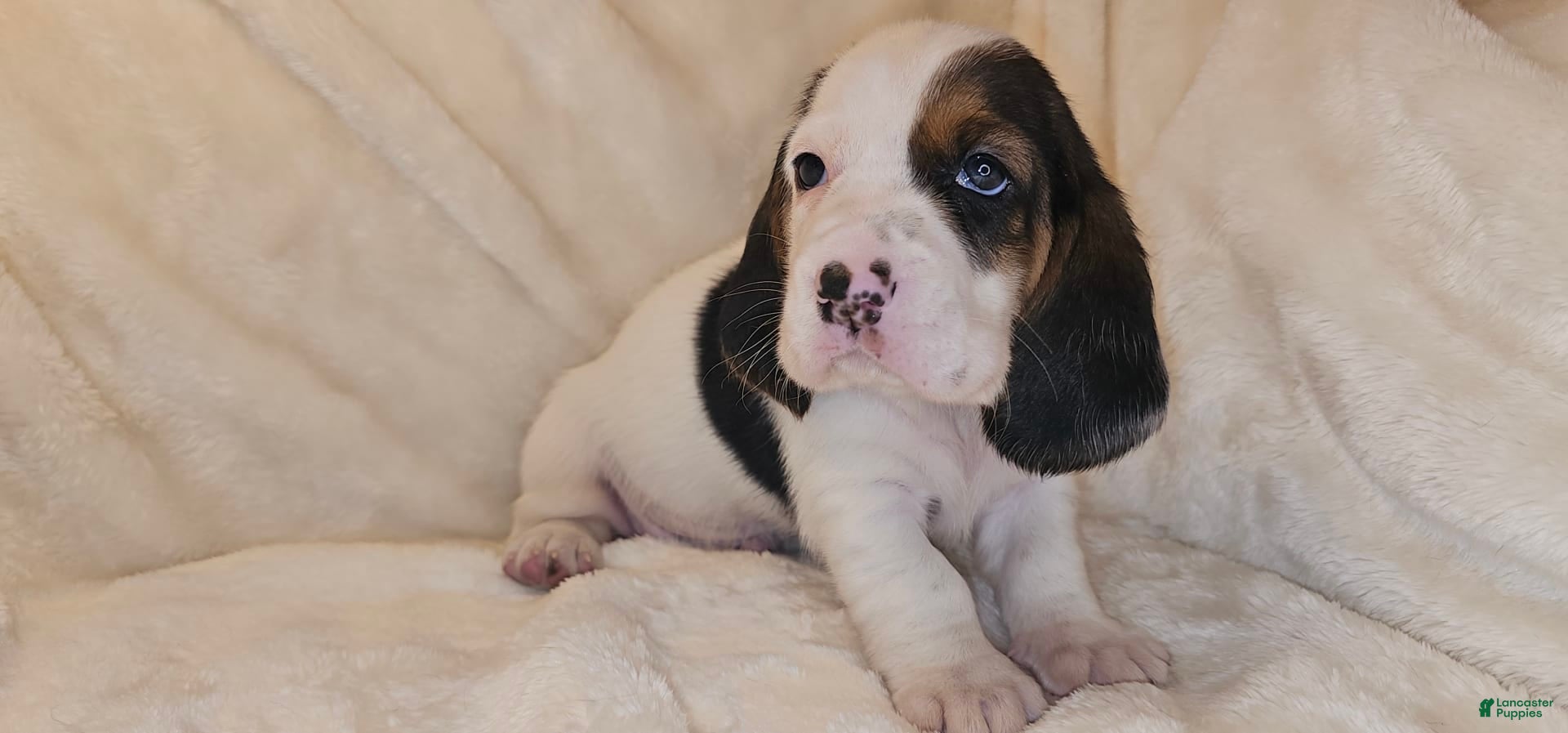 Dogs Purebred Basset Hound Price White And Black Basset Hound