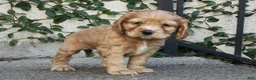 Cocker Spaniel dogs for sale: Ginger - Ad 3