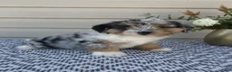 Mini Aussiedoodle dogs for sale: Dexter - Ad 4
