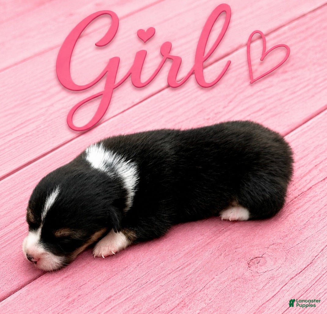 Welsh Corgi Pembroke dogs Welsh Corgi Pembroke Puppy 5 - Ad 7
