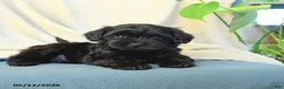 Havapoo dogs for sale: Muenster - Ad 2