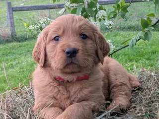 Golden Retriever dogs for sale: Oakley - Ad 1