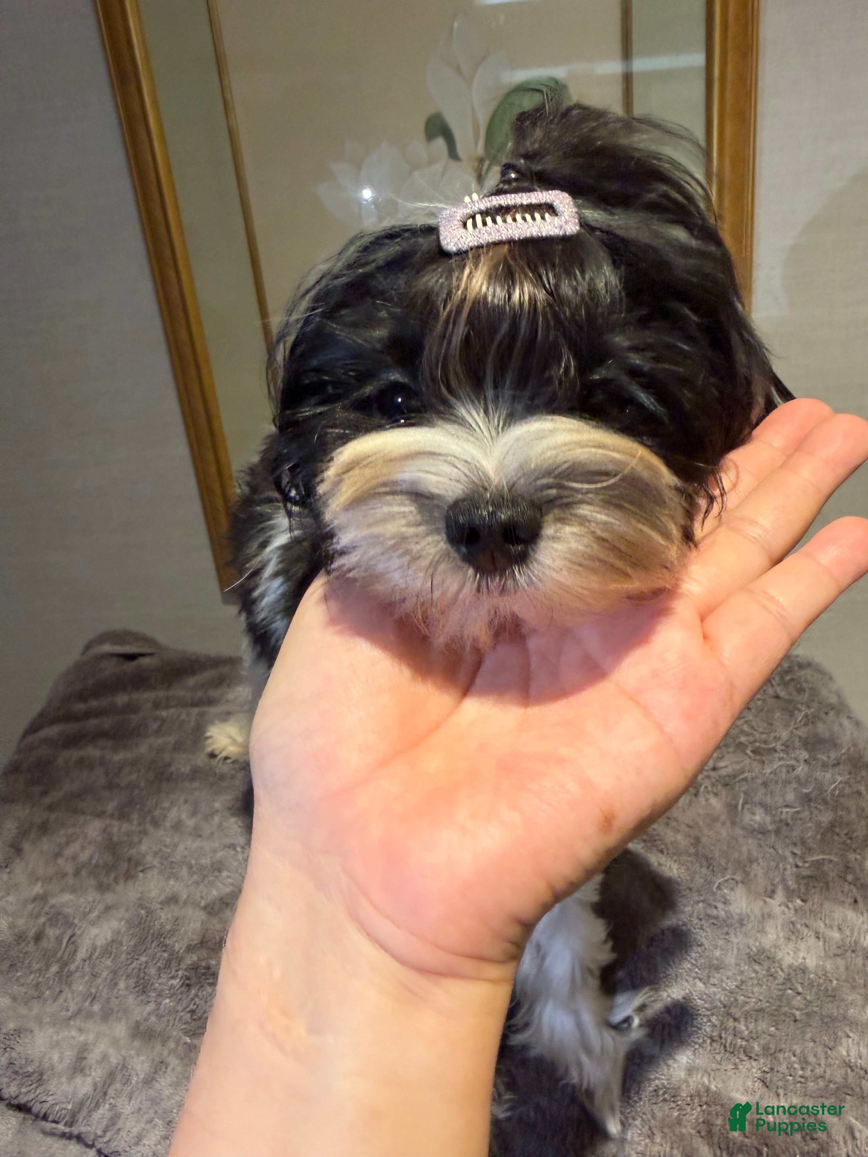 Morkie dogs Arlo - Ad 2