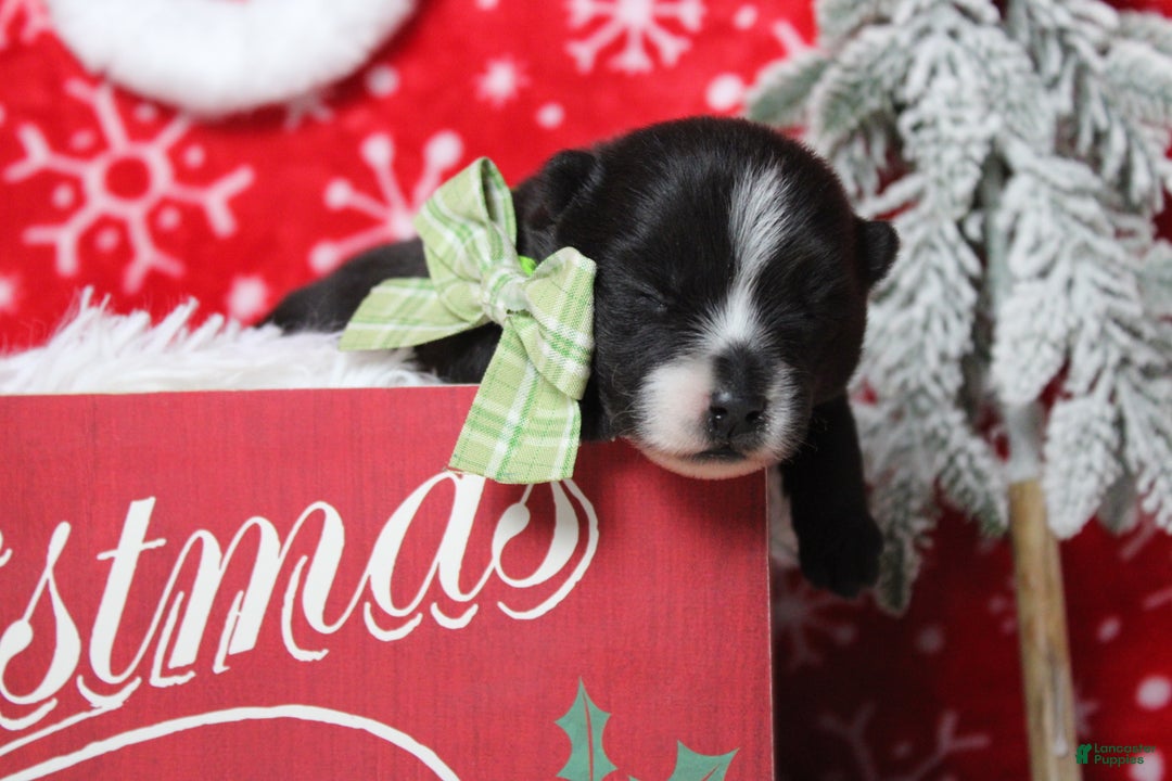 Pomsky dogs for sale: Luey  - Ad 6