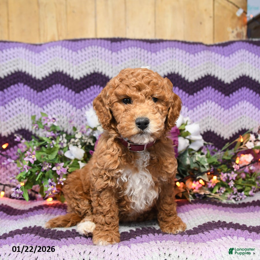 Mini Goldendoodle dogs Jinda - Ad 7