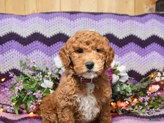 Mini Goldendoodle dogs Jinda - Ad 41